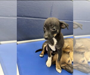 Chihuahua-Unknown Mix Dogs for adoption in Sterling, MA, USA