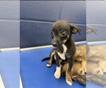 Button 2mo AVA 10/7 Kids 10 + Only - Female Chihuahua-Unknown Mix Dog for Adoption - Small photo