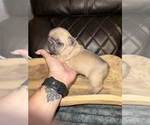 Small #10 French Bulldog