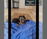 Small #2 Yorkshire Terrier
