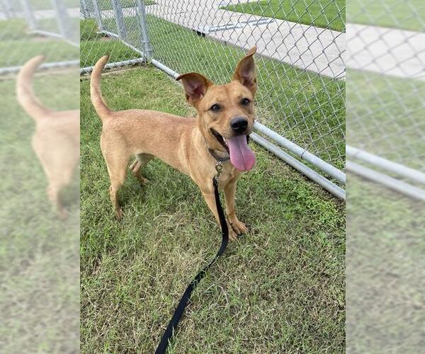 Medium Photo #2 Carolina Dog Puppy For Sale in Corpus Christi, TX, USA