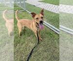 Small #1 Carolina Dog