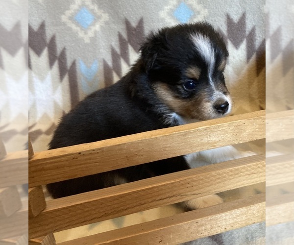 Medium Photo #4 Shel-Aussie Puppy For Sale in FORT MORGAN, CO, USA