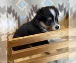 Small #3 Shel-Aussie