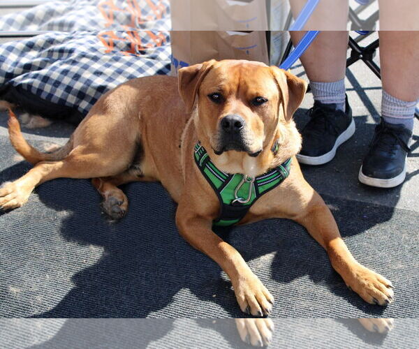 Medium Photo #3 American Pit Bull Terrier-Unknown Mix Puppy For Sale in Yuba City, CA, USA