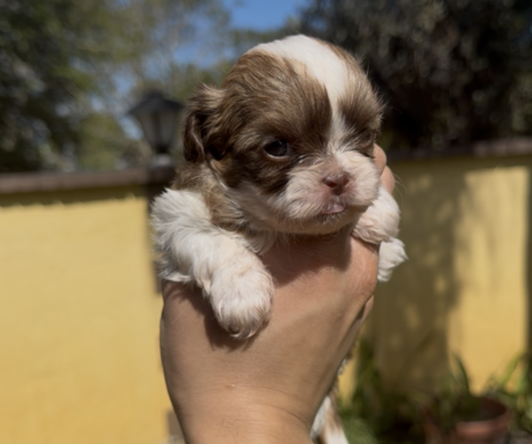 Medium Photo #4 Shih Tzu Puppy For Sale in MIAMI, FL, USA