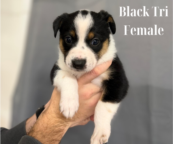 Medium Photo #1 Texas Heeler Puppy For Sale in URBANA, IN, USA