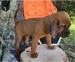 Small #3 Redbone Coonhound