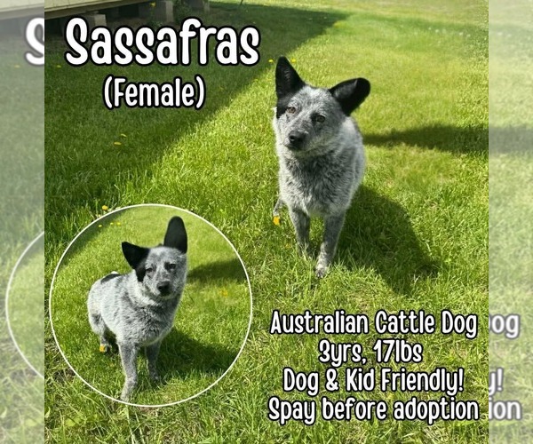 Medium Photo #1 Mutt Puppy For Sale in Westwood, NJ, USA