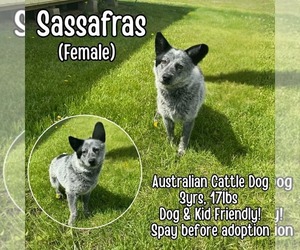 Mutt Dogs for adoption in Westwood, NJ, USA