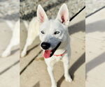 Small #2 Siberian Husky