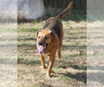 Small #11 Mutt