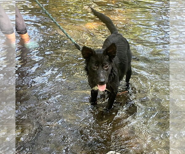 Medium Photo #2 Australian Kelpie-Unknown Mix Puppy For Sale in Chico, CA, USA
