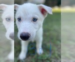 Small #31 Siberian Husky