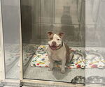 Small #1 American Bulldog Mix