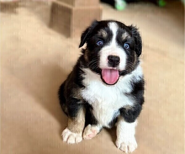 Medium Photo #13 Miniature Australian Shepherd Puppy For Sale in MIDLAND, TX, USA