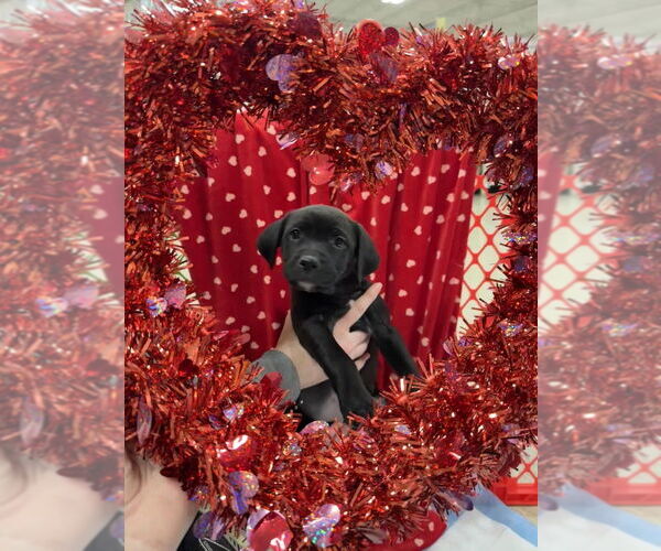 Medium Photo #4 Golden Retriever-Unknown Mix Puppy For Sale in Wenonah, NJ, USA