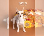 Small #6 Chihuahua Mix