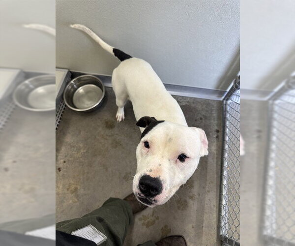 Medium Photo #2 Mutt Puppy For Sale in Temple, TX, USA