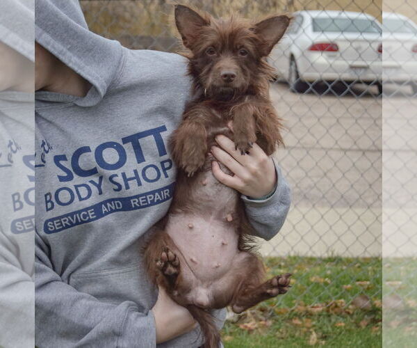 Medium Photo #4 Toxirn Puppy For Sale in Huntley, IL, USA