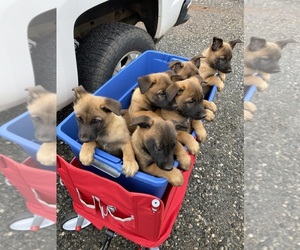 Belgian Malinois Puppy for sale in LANDRUM, SC, USA