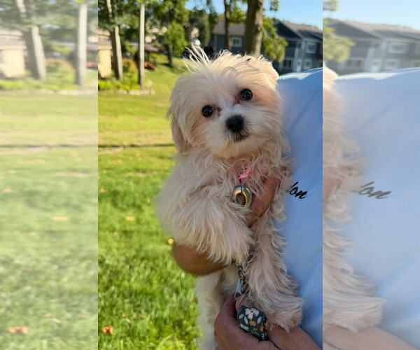 Medium Photo #4 Maltese-Unknown Mix Puppy For Sale in Grafton, WI, USA