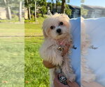 Small #3 Maltese Mix