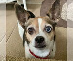 Small Jack Chi