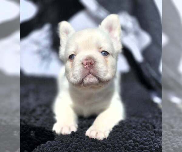 Medium Photo #9 French Bulldog Puppy For Sale in BOSTON, KY, USA