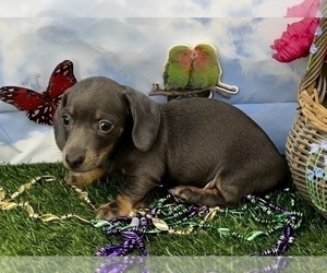Dachshund Puppy for Sale in CASSVILLE, Missouri USA