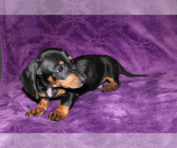Medium Photo #13 Dachshund Puppy For Sale in BLOOMINGTON, IN, USA