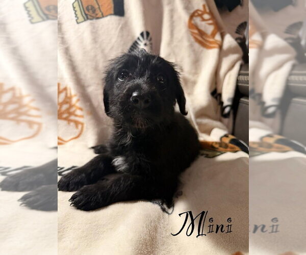 Medium Photo #1 Golden Retriever-Unknown Mix Puppy For Sale in Springdale, PA, USA