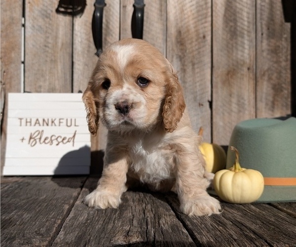 Medium Photo #8 Cocker Spaniel Puppy For Sale in GOSHEN, IN, USA