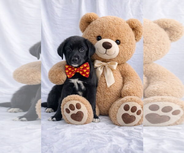 Medium Photo #1 Labrador Retriever-Unknown Mix Puppy For Sale in Mt. Laurel, NJ, USA