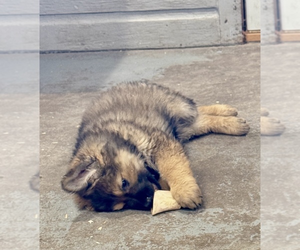 Medium Photo #16 German Shepherd Dog Puppy For Sale in BRIGHTON, CO, USA