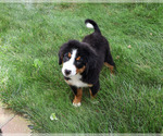 Small #2 Bernese Mountain Dog