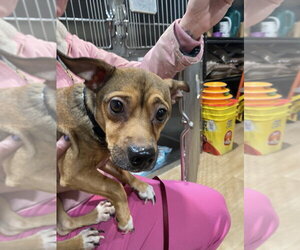 Chiweenie Dogs for adoption in Linton, IN, USA