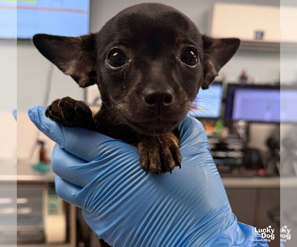 Medium Photo #1 Chihuahua-Unknown Mix Puppy For Sale in Washington, DC, USA