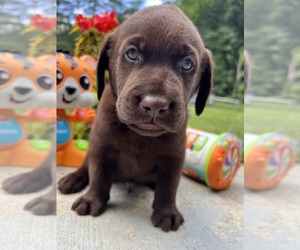 Labrador Retriever Puppy for Sale in NEOLA, West Virginia USA