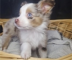 Small Photo #1 Miniature Australian Shepherd Puppy For Sale in OMAHA, NE, USA