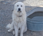 Small Photo #1 Great Pyrenees Puppy For Sale in PAHRUMP, NV, USA