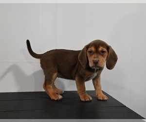 Beagle Puppy for sale in APPLE CREEK, OH, USA
