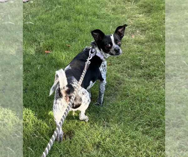 Medium Photo #9 Jack Chi Puppy For Sale in Mooresville, NC, USA