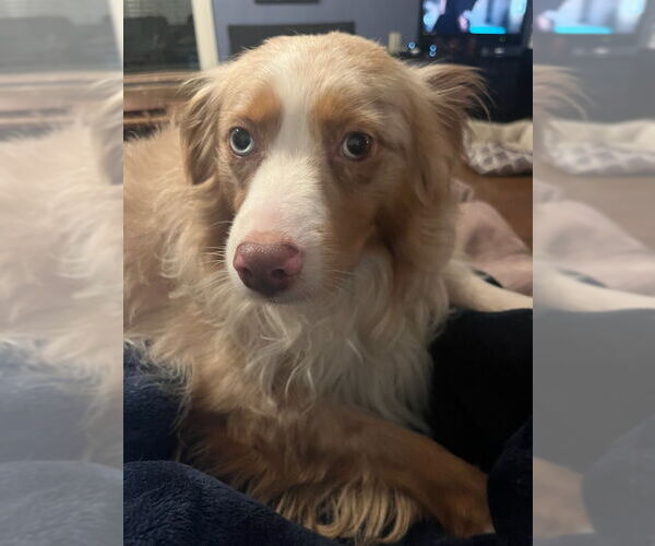 Medium Photo #5 Australian Shepherd Puppy For Sale in Lockport, NY, USA