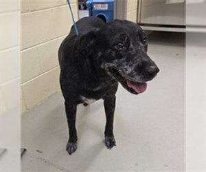 Labrador Retriever-Unknown Mix Dogs for adoption in Sanford, FL, USA