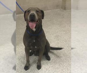 Mutt Dogs for adoption in Conroe, TX, USA
