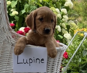 Golden Retriever Puppy for sale in OWEN, WI, USA