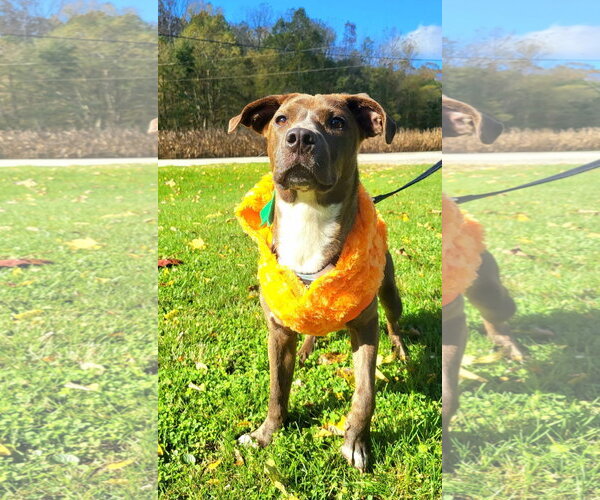 Medium Photo #1 American Pit Bull Terrier-Unknown Mix Puppy For Sale in Germantown, OH, USA