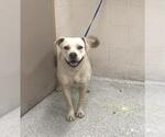Small Labrador Retriever Mix
