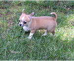 Small #5 Chihuahua